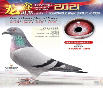 王永貴鴿舍--張家口龍鑫公棚500公里決賽127名 雄