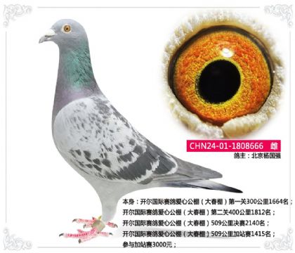 開爾國際賽鴿愛心公棚(大春棚)509公里加站賽1415名