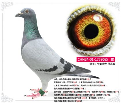 包頭市威業(yè)賽鴿公棚300公里預(yù)賽123名 雄