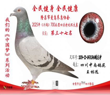 37四川中南鴿苑2024-22-0476346雌灰砂