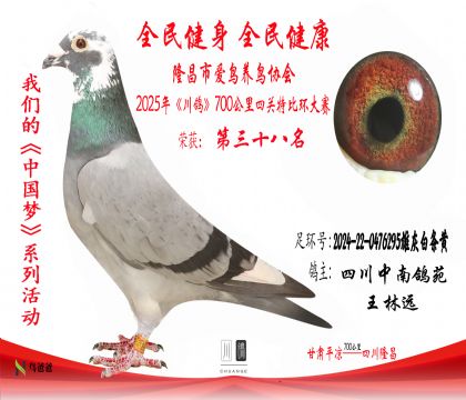 38四川中南鴿苑2024-22-0476295雄灰白條黃