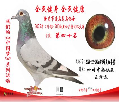 40四川中南鴿苑2024-22-0476316雌灰白條黃