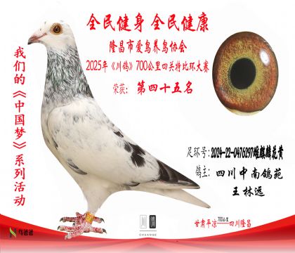 45四川中南鴿苑2024-22-0476297雌麒麟花黃