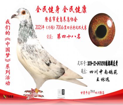 48四川中南鴿苑2024-22-0476298雄麒麟花黃