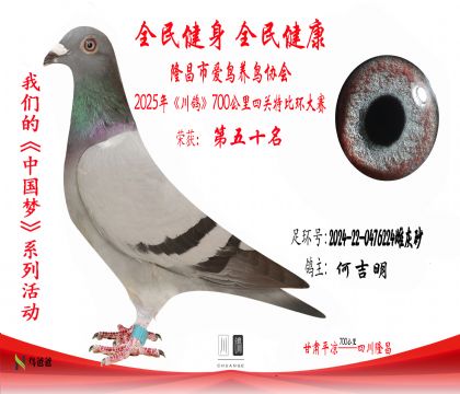 50何吉明2024-22-0476224雌灰砂