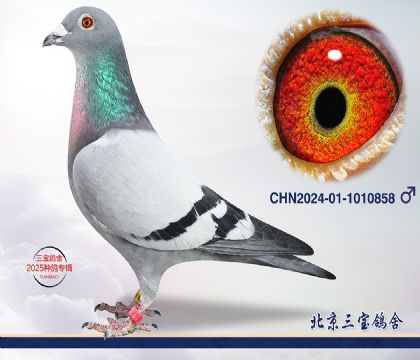 2.غ˽Ѫ.1010858