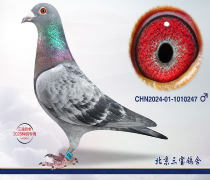 15.685O.1010247