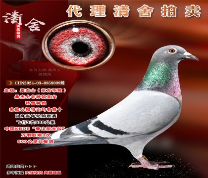 ɣʿϷNֱŮ.ɽꖹKBDBf