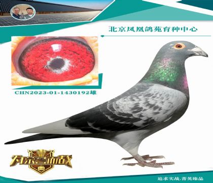 天下無(wú)敵-飛戈直孫X速霸龍“麥克斯”直女