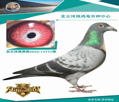 出自超級(jí)強(qiáng)大配對(duì) 詹森血系