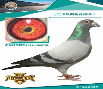 考夫曼戰(zhàn)神998直系X“高貴灰”外孫女