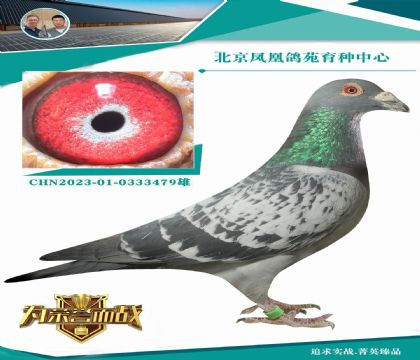 “新奧林匹克號(hào)全兄弟”X薩菲爾直孫女