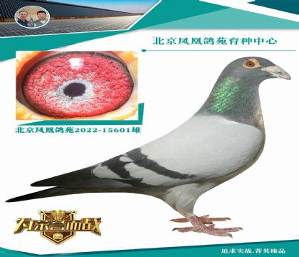 “不可思議利奧”最漂亮的直子