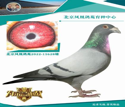 老凡龍最后的原棚 絕版種鴿X神奇的胡本血系