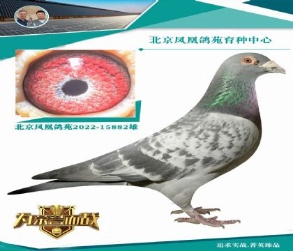 六代之祖謝氏詹森血系X“奧林匹克003”直女
