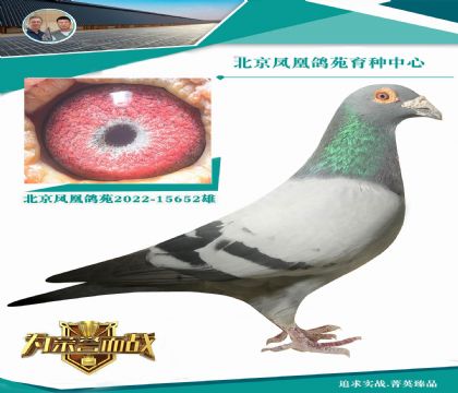 最神奇的利奧 全身無(wú)雜毛 全白爪