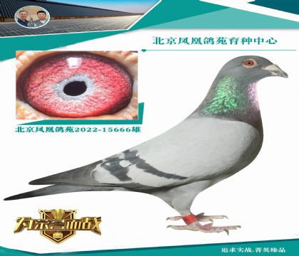 “蓋比國(guó)王”直孫 超級(jí)種雄666