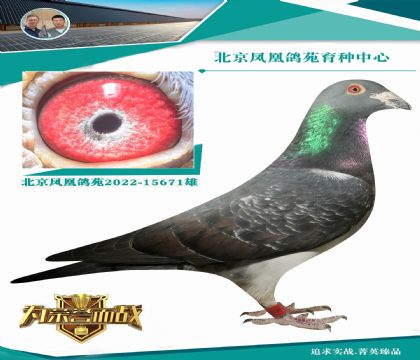 最后的致敬優(yōu)秀的長(zhǎng)距離種鴿 西格穆勒