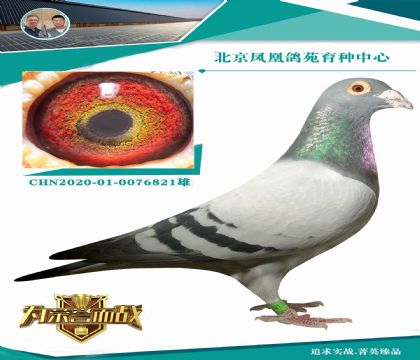新福雷迪直子X(jué)女兒(忠盛vip公棚四關(guān)鴿王冠軍)