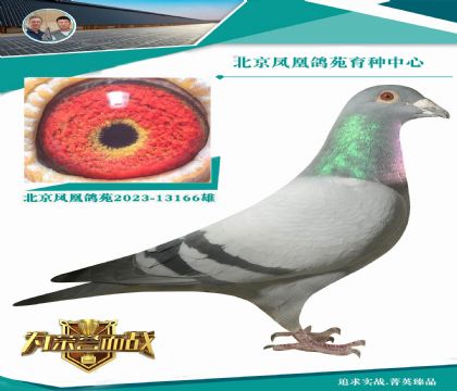 第一速霸龍種雄X保時(shí)捷911全妹 媽媽作育:開(kāi)爾鴿王8位