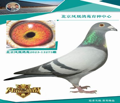 祖孫回血 特留高級(jí)桑杰士種鴿