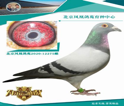楊登元西翁鎮(zhèn)棚種雄老麻雀X美國(guó)老保羅西翁