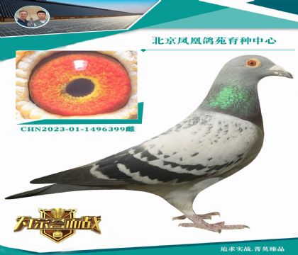 頂級(jí)凡龍“超級(jí)73”“逢賭必贏”家族
