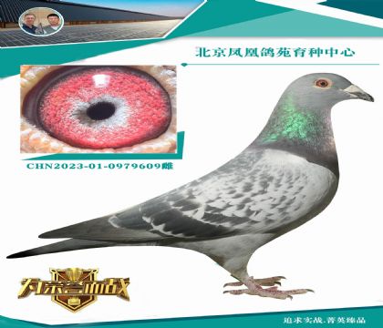 奧林匹克速度冠軍”全兄弟X波治II全國(guó)冠軍全妹