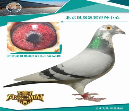 “奧林匹克基特爾006”直子X(jué)“灰比爾雌”