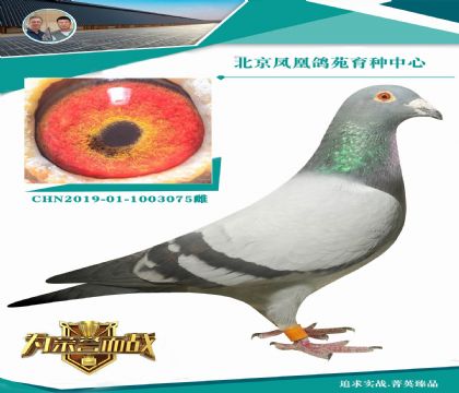 新福雷迪直子X(jué)御林軍百萬(wàn)配對(duì)直女