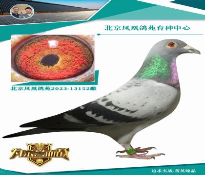 第一速霸龍種雄X保時(shí)捷911全妹