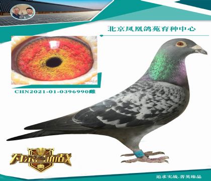 出自超級(jí)配對(duì)強(qiáng)大配對(duì)詹森血系