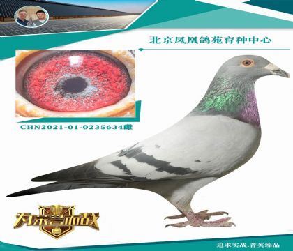 “幸運(yùn)848號(hào)”直子X(jué)利蒙治全國(guó)鴿王7236羽亞軍