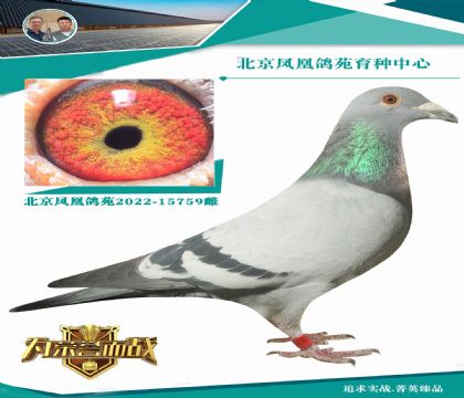 考夫曼戰(zhàn)神998直系X“高貴灰”外孫女