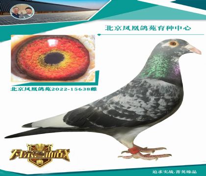 既有速度 又有耐力 距離還長(zhǎng)的絕品飛戈血系