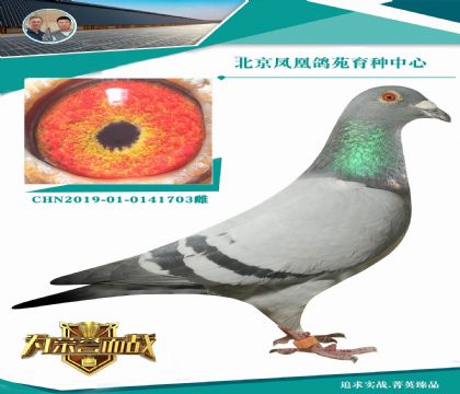 胡本金礦家族“逢賭必贏家族” 300萬(wàn)胡本灰杰夫血脈