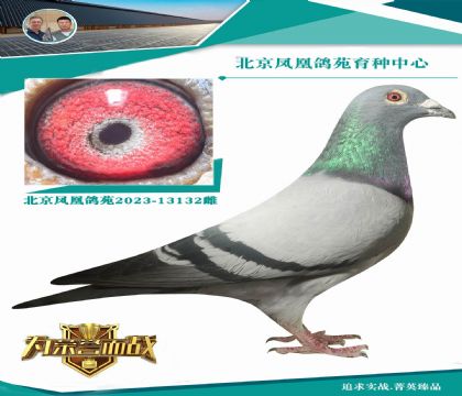 吉瓦特.蘭努“蓋比國(guó)王”直孫代