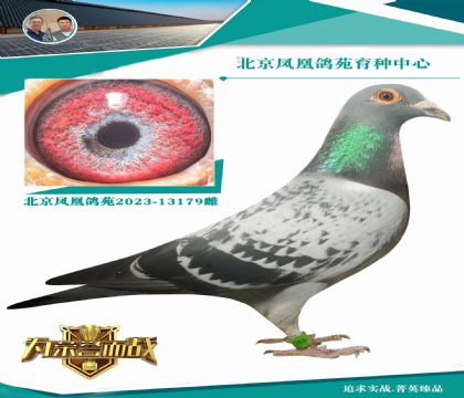 六代之祖謝氏詹森血系X“奧林匹克003”直女