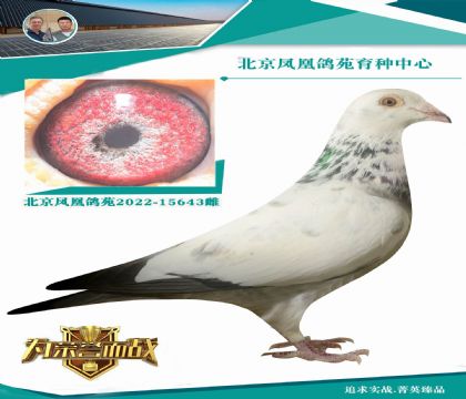 范登布克“金粉佳人”直子x雷德曼好花孫女