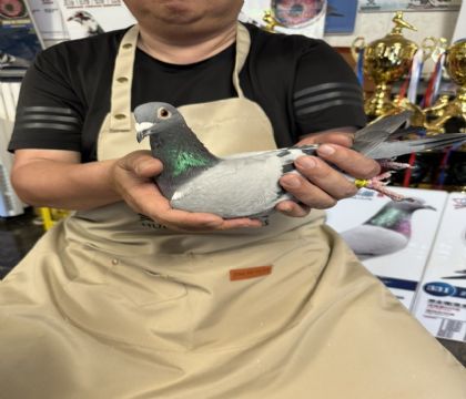 2.自身510公里153名近親種鴿