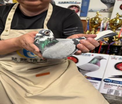 8.特留種鴿933