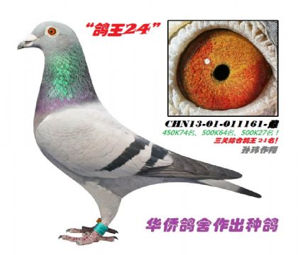 1̖--P(gun)2413-01-011161-