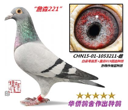 3̖--ױֱ̖ϵXղɭ019ϵѪN1053211-
