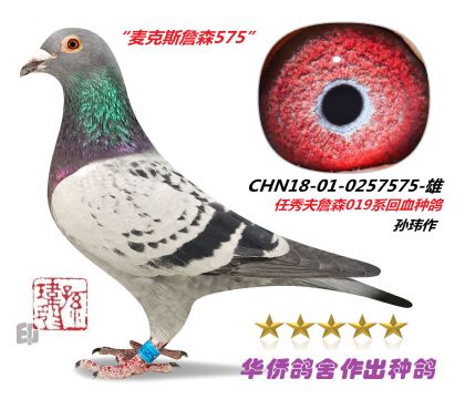 6̖--˹ղɭ575-0257575-