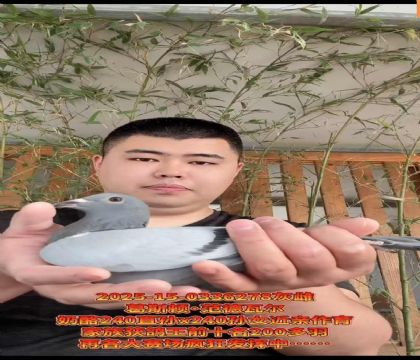 葛斯頓范德瓦爾奶酪240直孫X240孫女作育