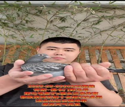 喬斯佛卡門(mén)野馬號(hào)直子X(jué)野馬號(hào)直女作育