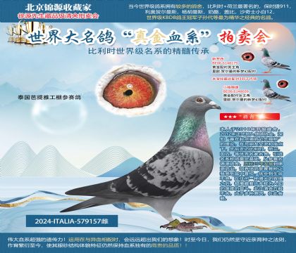 泰國(guó)芭提雅工棚參賽鴿