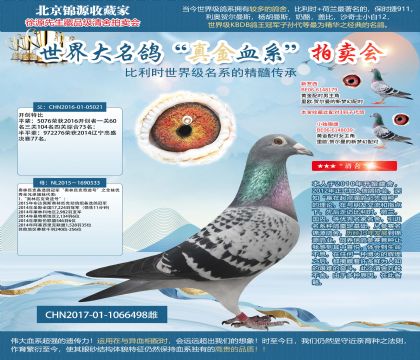 長(zhǎng)城鴿業(yè)-17-01-1066498雌