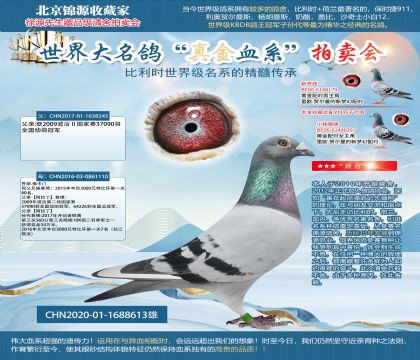 長(zhǎng)江鴿業(yè)-阿拉丁近親