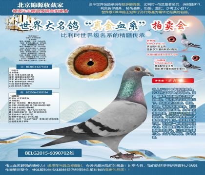 馬塞爾.沃特斯原舍-“特優(yōu)號(hào)直子”12次成績(jī)